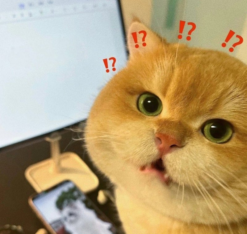 avatar mèo đeo kính cute 9