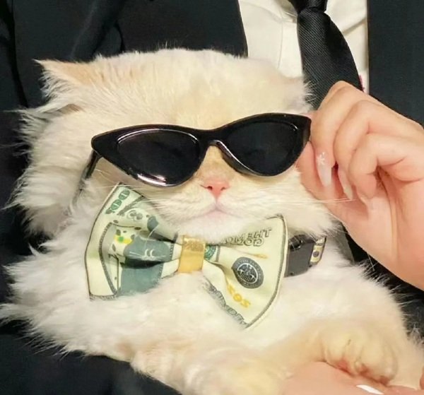 avatar mèo ngầu 10