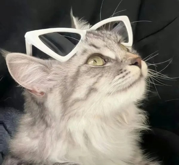 avatar mèo ngầu 11