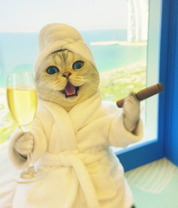 avatar mèo ngầu 16