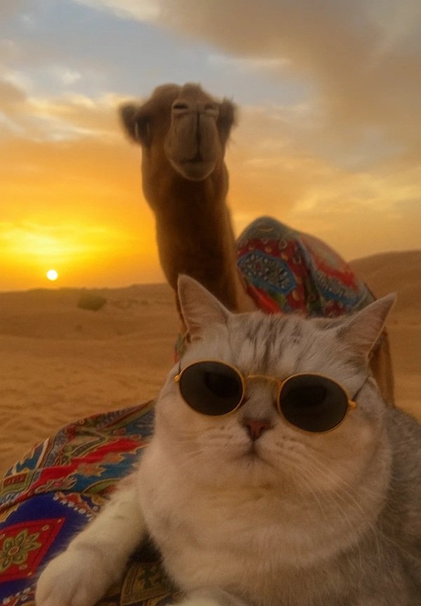 avatar mèo ngầu 17