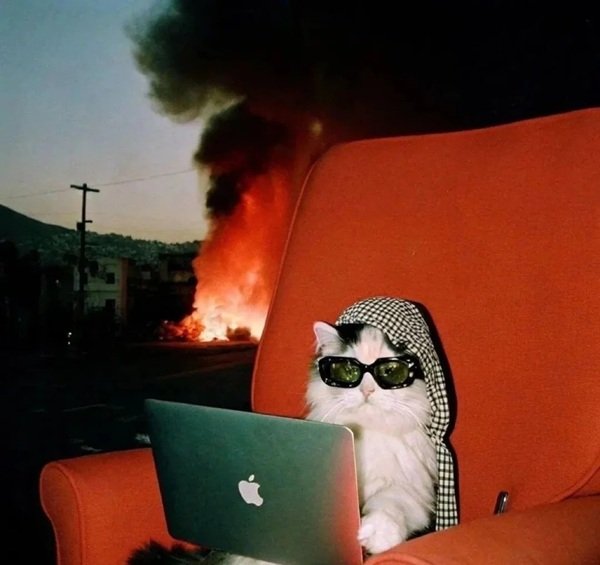 avatar mèo ngầu 25