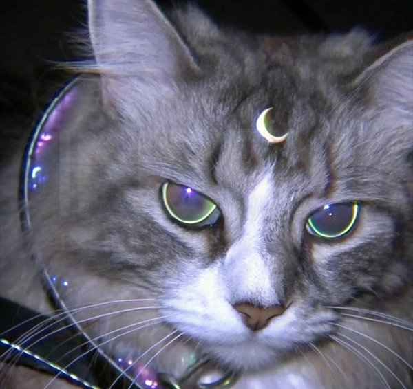 avatar mèo ngầu 26