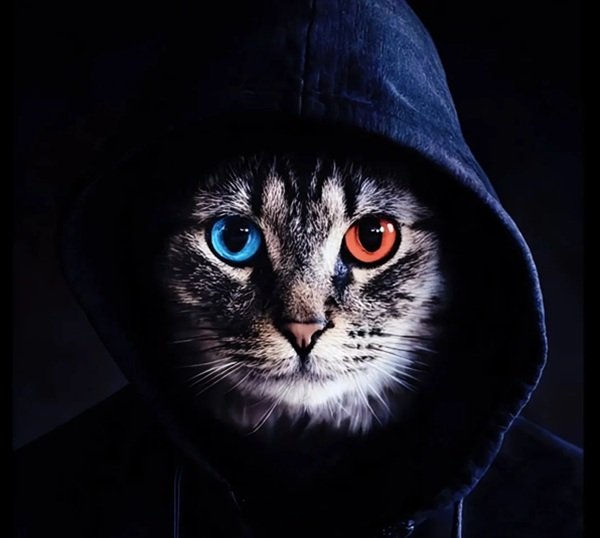 avatar mèo ngầu 27