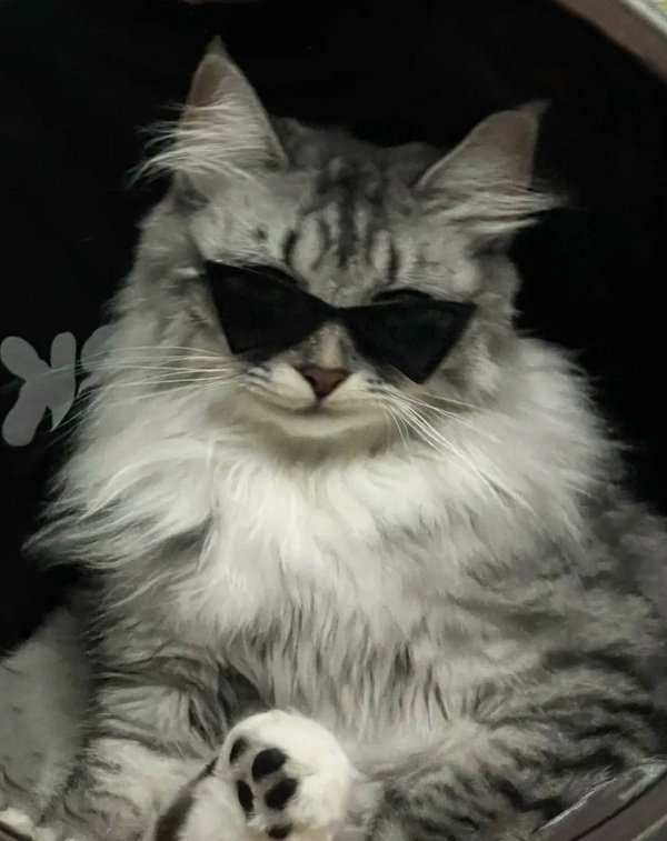 avatar mèo ngầu 35