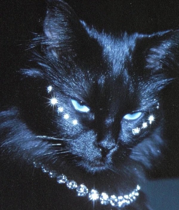 avatar mèo ngầu 40