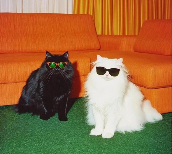 avatar mèo ngầu 8