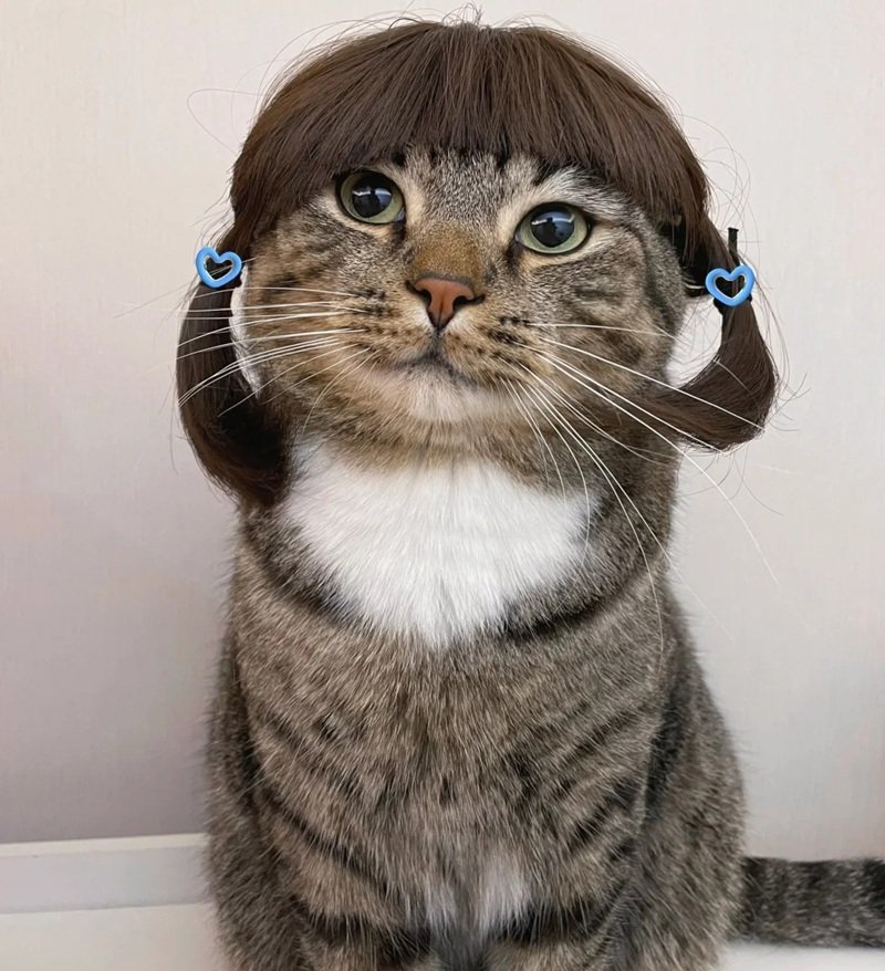 avatar ngộ nghĩnh ảnh mèo cute 1