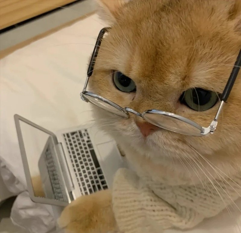 avatar ngộ nghĩnh ảnh mèo cute 10