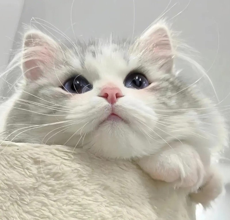 avatar ngộ nghĩnh ảnh mèo cute 11