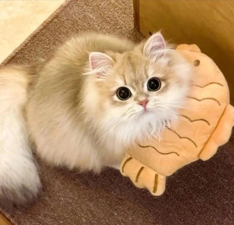 avatar ngộ nghĩnh ảnh mèo cute 12