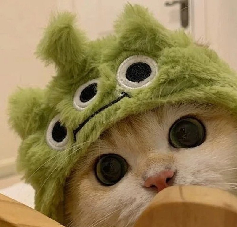 avatar ngộ nghĩnh ảnh mèo cute 14