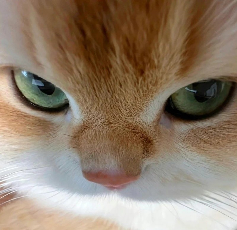 avatar ngộ nghĩnh ảnh mèo cute 15