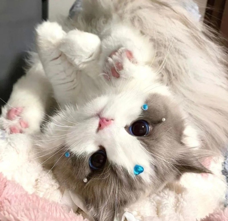 avatar ngộ nghĩnh ảnh mèo cute 16