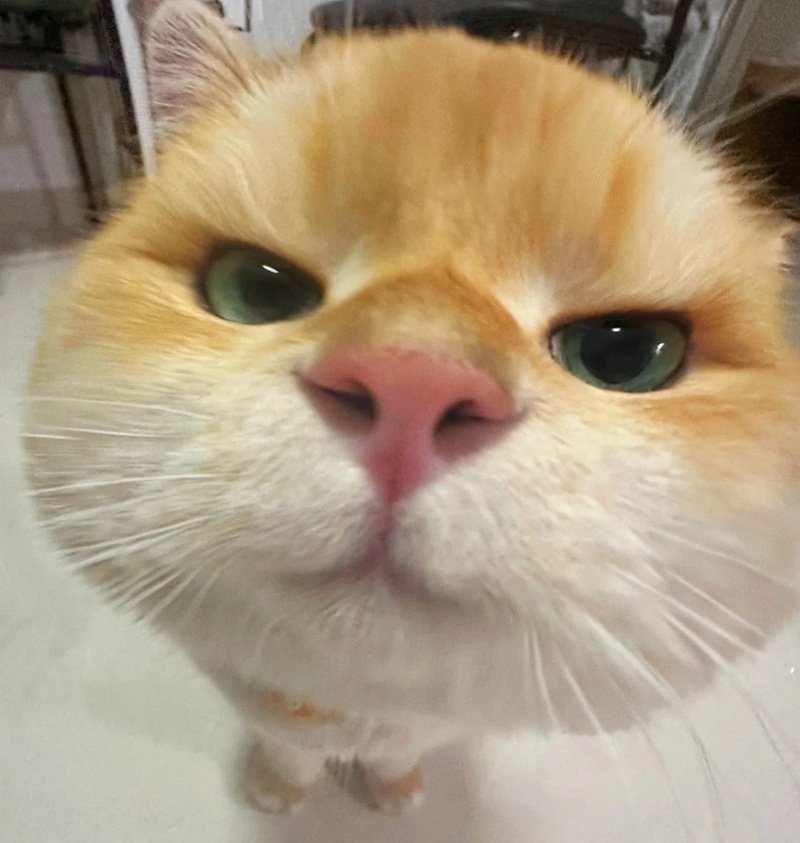 avatar ngộ nghĩnh ảnh mèo cute 17