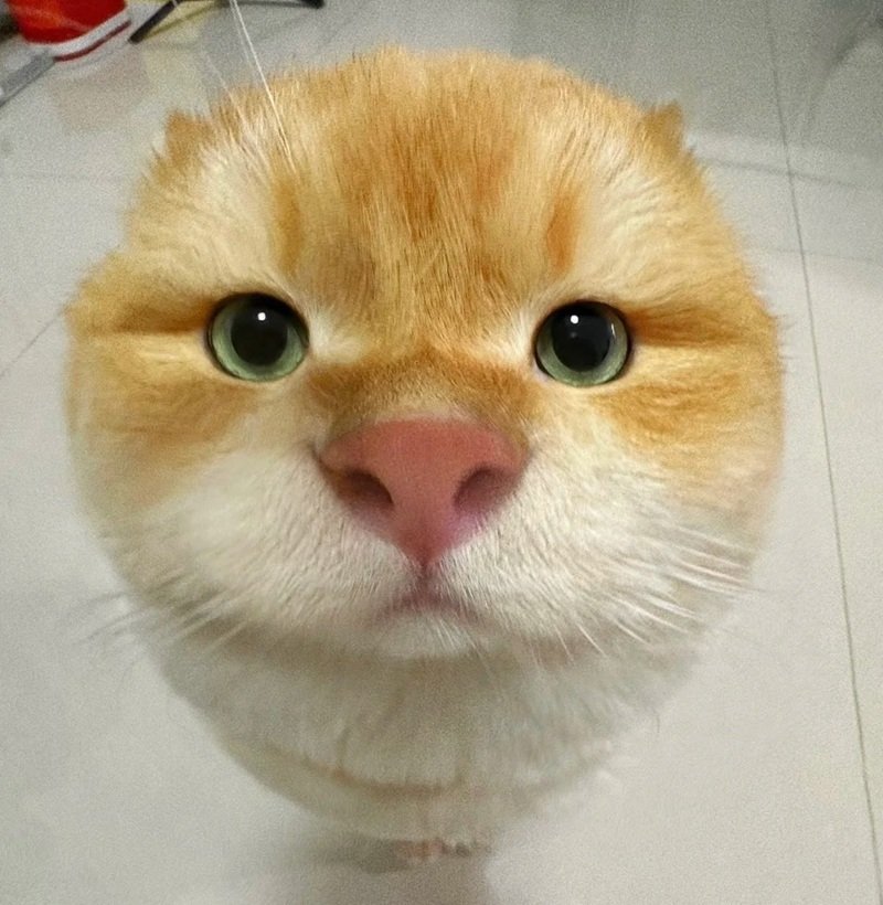 avatar ngộ nghĩnh ảnh mèo cute 18