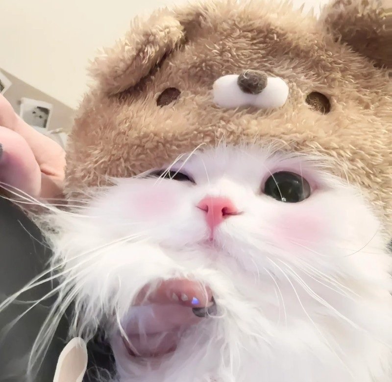 avatar ngộ nghĩnh ảnh mèo cute 2