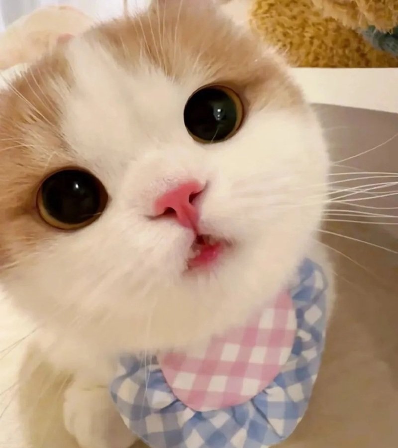 avatar ngộ nghĩnh ảnh mèo cute 20