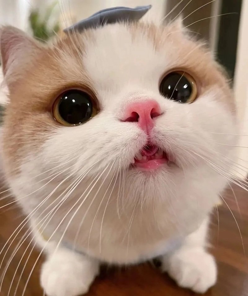 avatar ngộ nghĩnh ảnh mèo cute 21