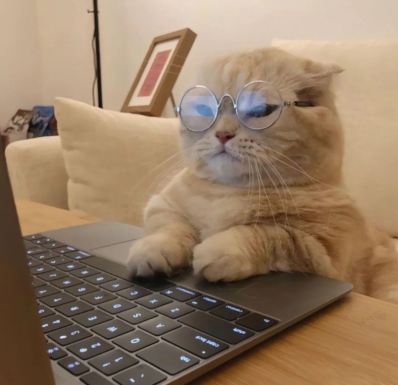 avatar ngộ nghĩnh ảnh mèo cute 22