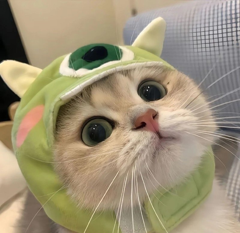 avatar ngộ nghĩnh ảnh mèo cute 23