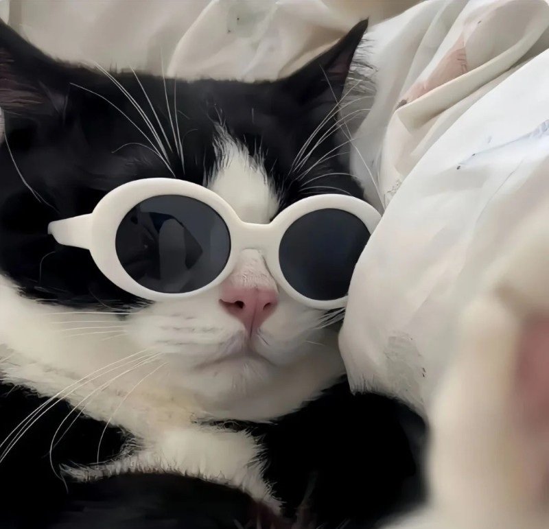 avatar ngộ nghĩnh ảnh mèo cute 24