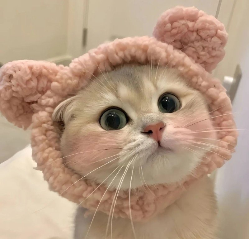 avatar ngộ nghĩnh ảnh mèo cute 25