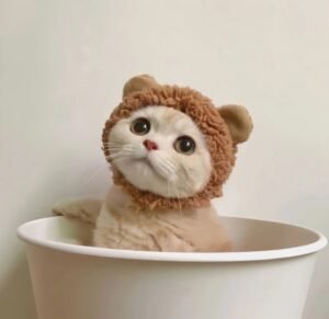 avatar ngộ nghĩnh ảnh mèo cute 26