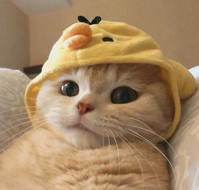 avatar ngộ nghĩnh ảnh mèo cute 29