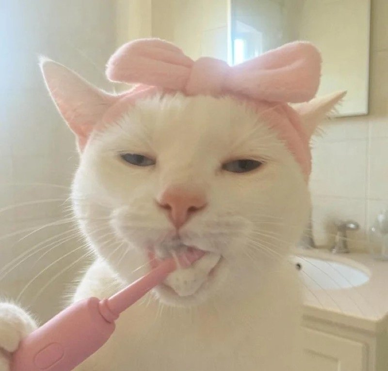 avatar ngộ nghĩnh ảnh mèo cute 30