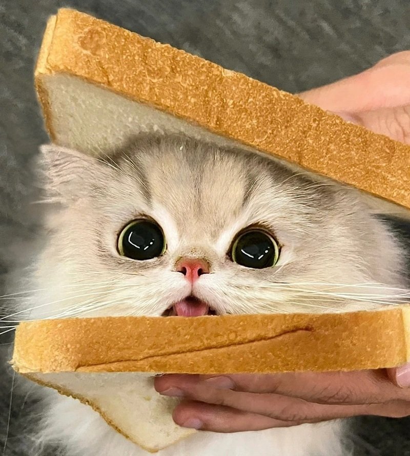 avatar ngộ nghĩnh ảnh mèo cute 31