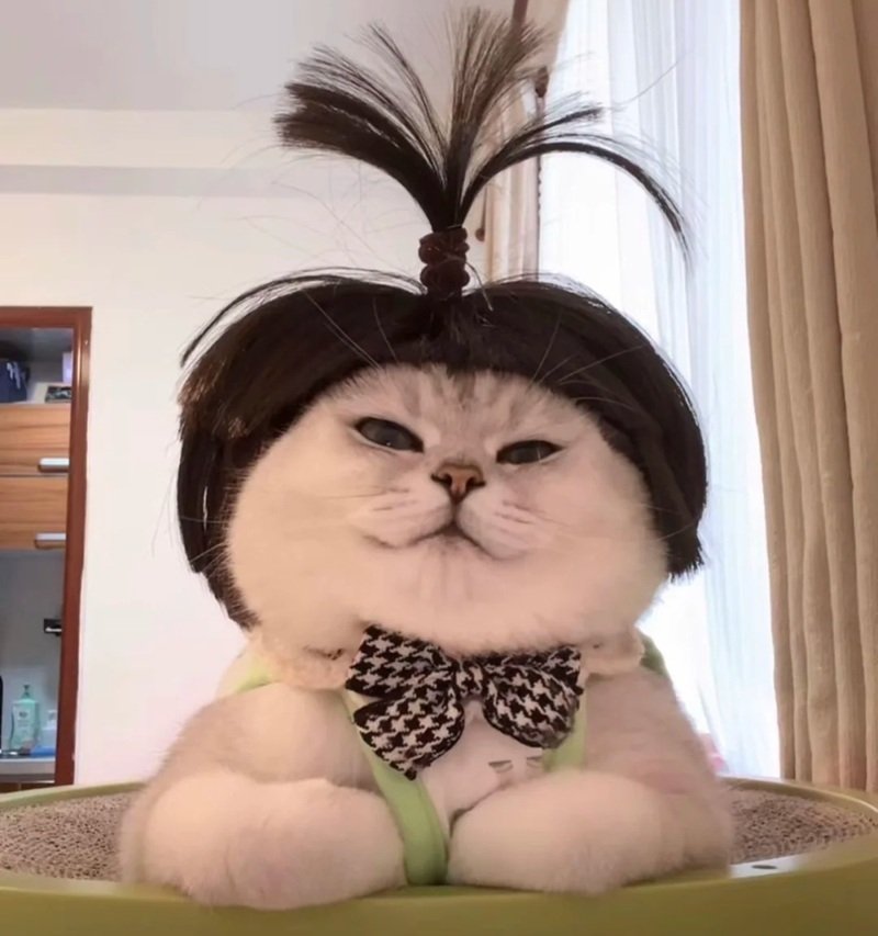 avatar ngộ nghĩnh ảnh mèo cute 33