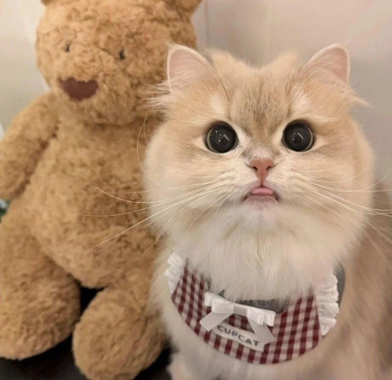 avatar ngộ nghĩnh ảnh mèo cute 35