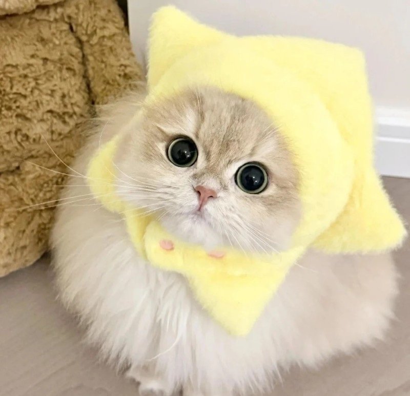 avatar ngộ nghĩnh ảnh mèo cute 36