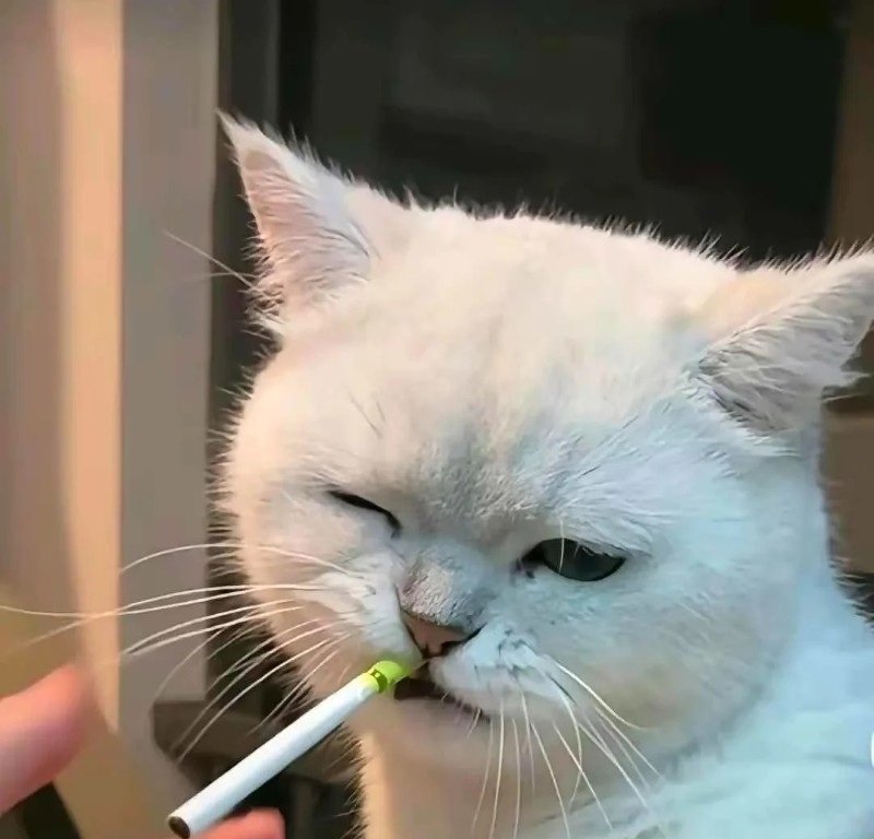 avatar ngộ nghĩnh ảnh mèo cute 37