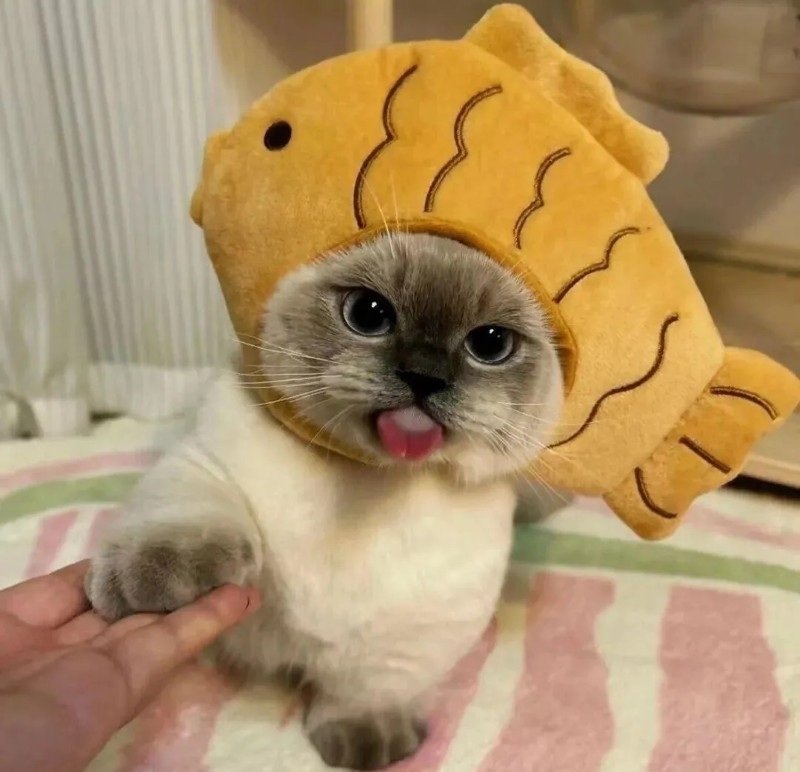 avatar ngộ nghĩnh ảnh mèo cute 38