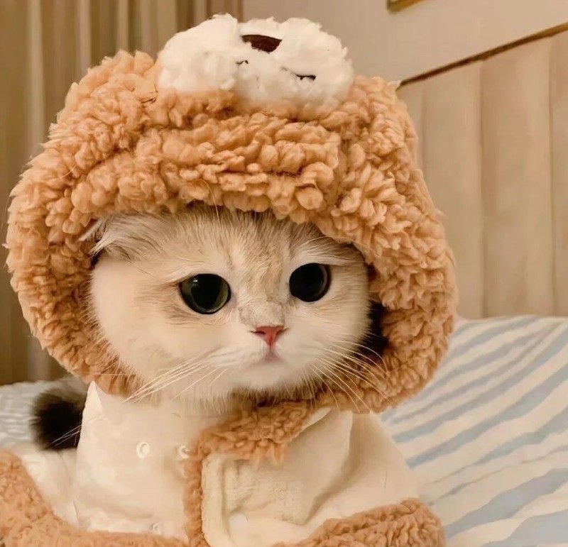 avatar ngộ nghĩnh ảnh mèo cute 39