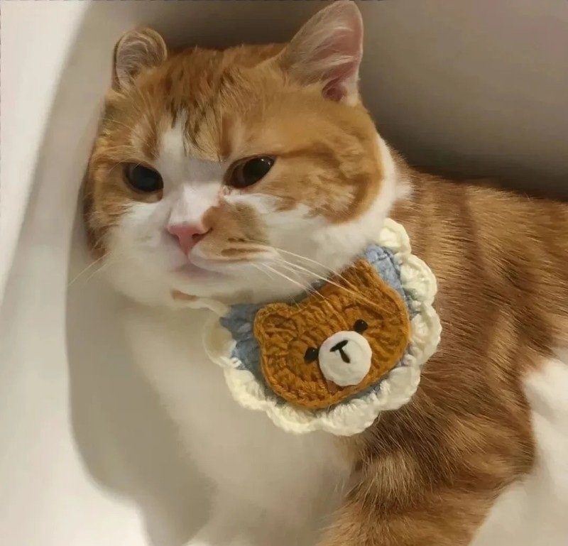 avatar ngộ nghĩnh ảnh mèo cute 40