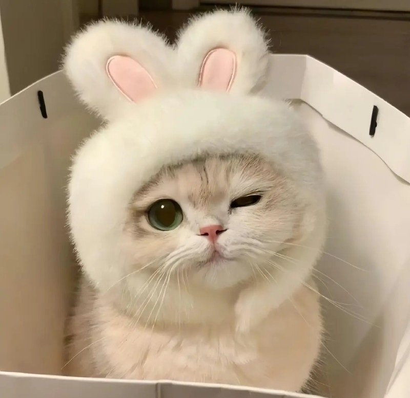 avatar ngộ nghĩnh ảnh mèo cute 41