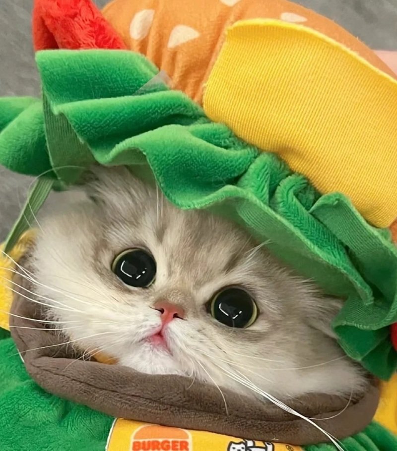 avatar ngộ nghĩnh ảnh mèo cute 5