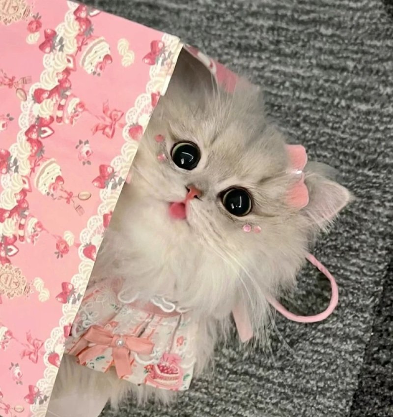 avatar ngộ nghĩnh ảnh mèo cute 6