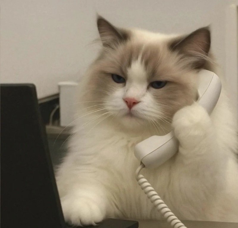 avatar ngộ nghĩnh ảnh mèo cute 7