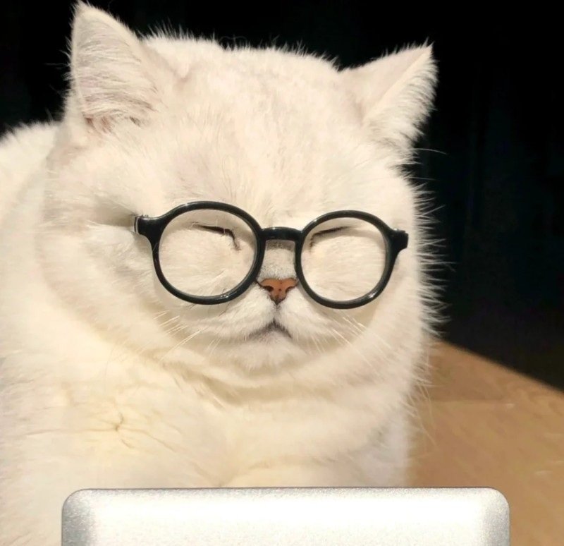 avatar ngộ nghĩnh ảnh mèo cute 9