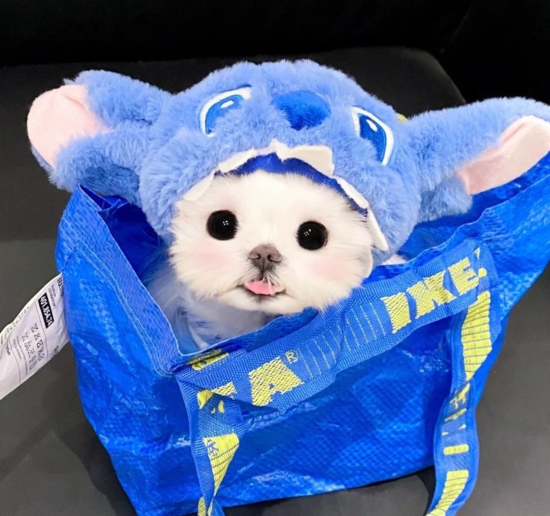 avt avatar màu xanh dương cute 42