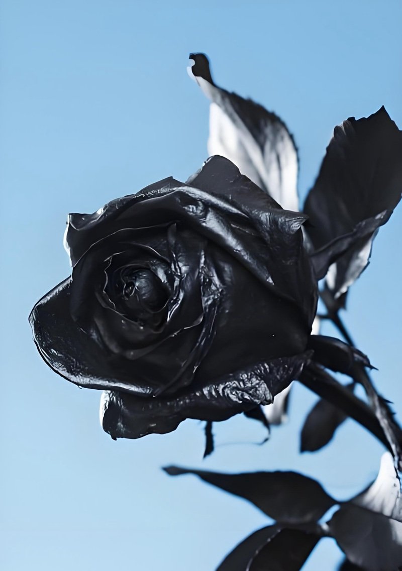 buồn avatar ảnh hoa hồng đen chất 16