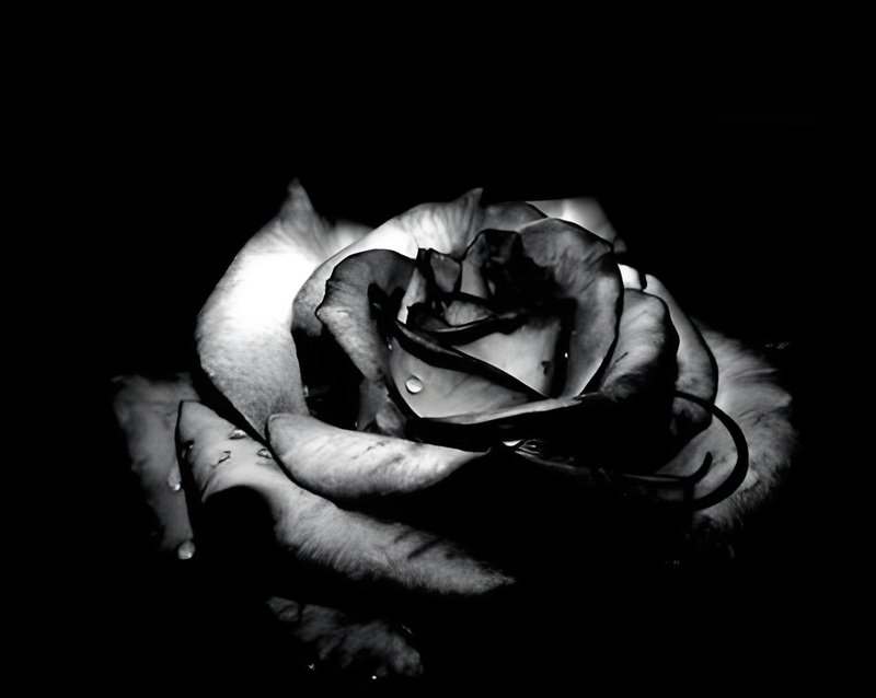 buồn avatar ảnh hoa hồng đen chất 2