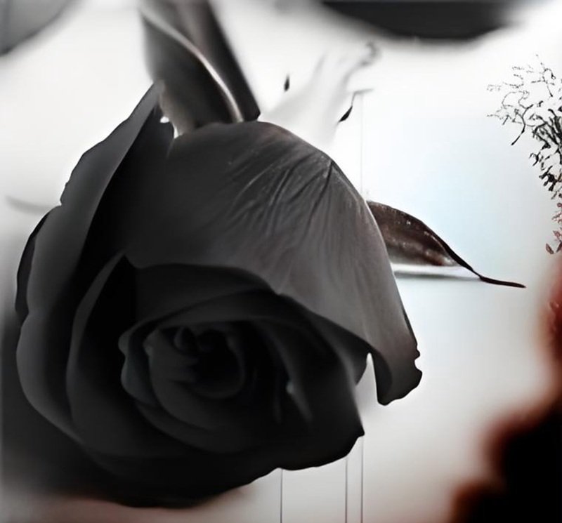 buồn avatar ảnh hoa hồng đen chất 3