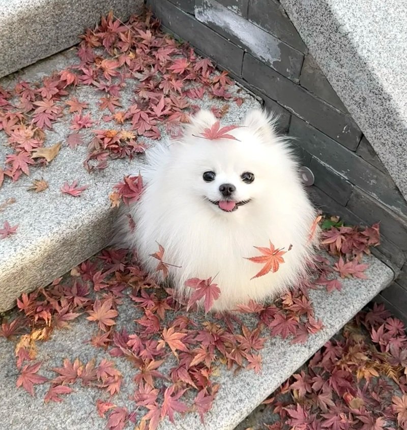 hình avatar chó cute​ 11