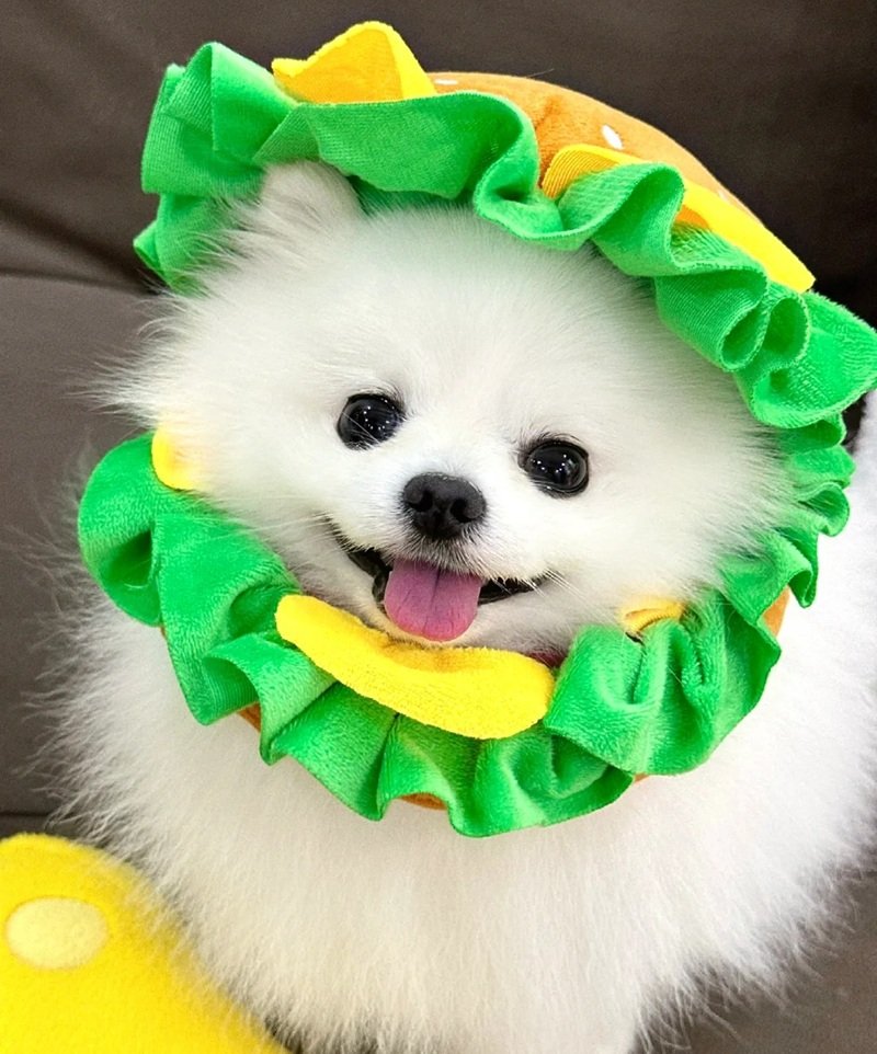 hình avatar chó cute​ 13