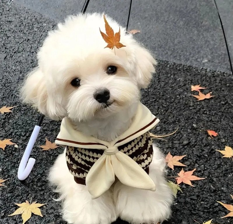 hình avatar chó cute​ 14